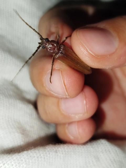 Arhopalus rusticus - gödrösnyakú cincér