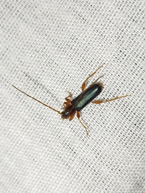 Phymatodes testaceus - változékony korongcincér