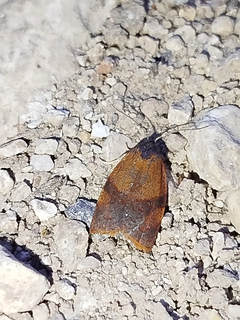 Cacoecimorpha pronubana - szegfű-sodrómoly