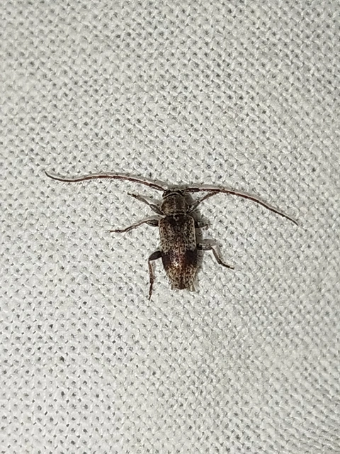 Exocentrus punctipennis - szilfa-rőzsecincér