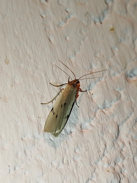 Pelosia muscerda - hamvas zuzmószövő