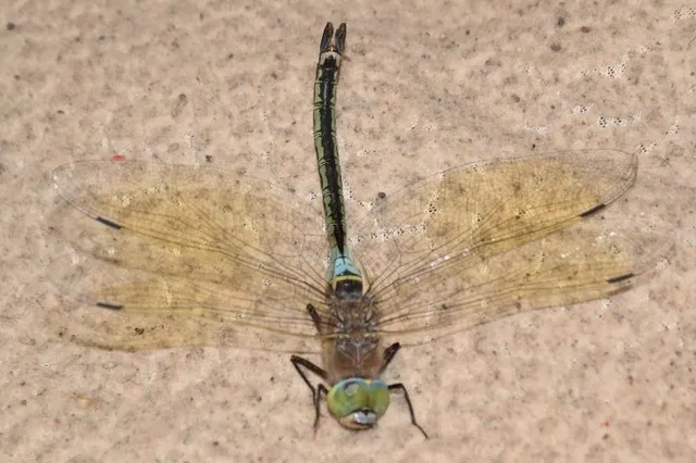 Anax parthenope - barna óriásacsa