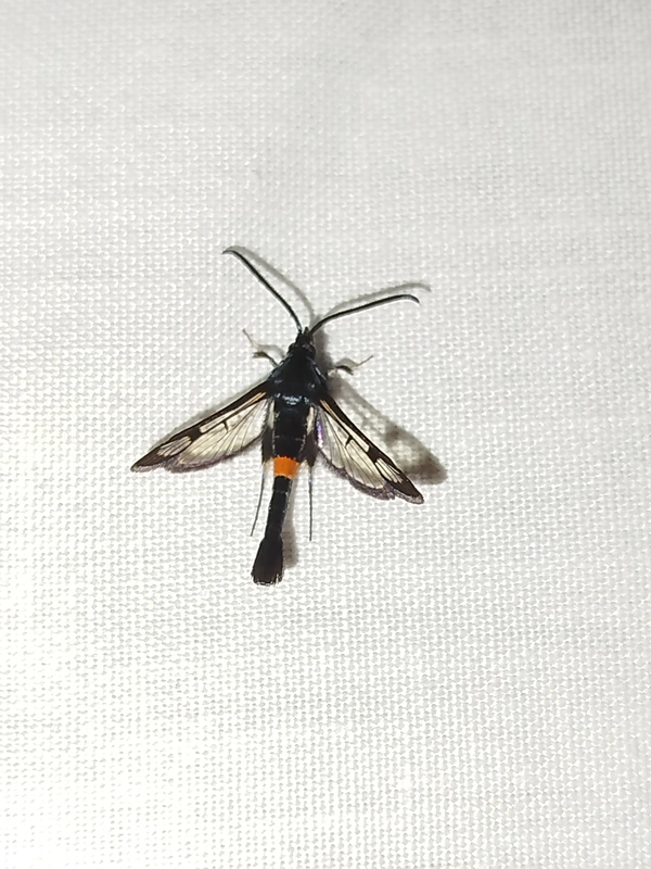 Synanthedon myopaeformis - almafaszitkár