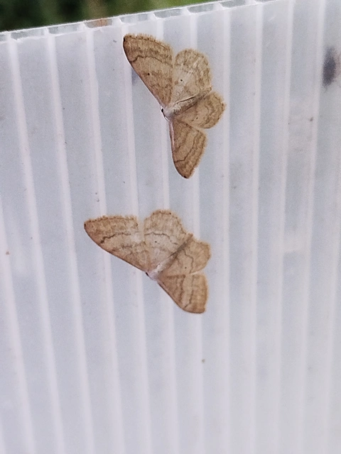 Idaea deversaria - egyszínű sávosaraszoló