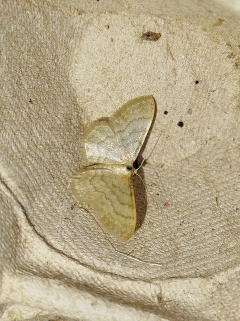 Idaea dilutaria - napvirág-apróaraszoló