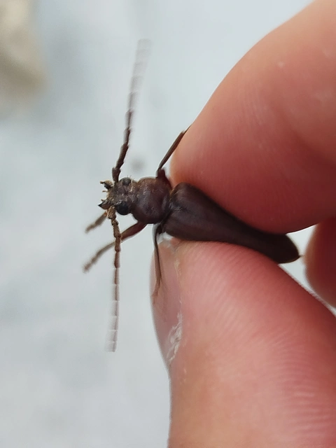Arhopalus rusticus - gödrösnyakú cincér