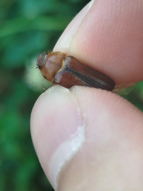 Amphimallon assimile - kis sárgacserebogár