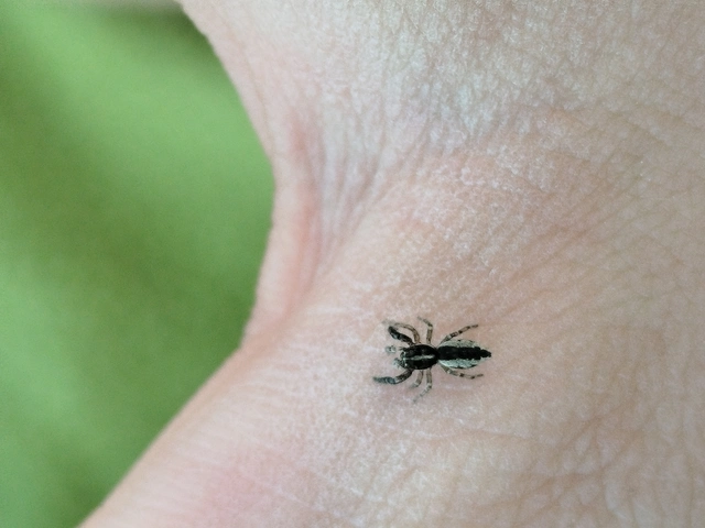 Pseudicius encarpatus - kéregugrópók