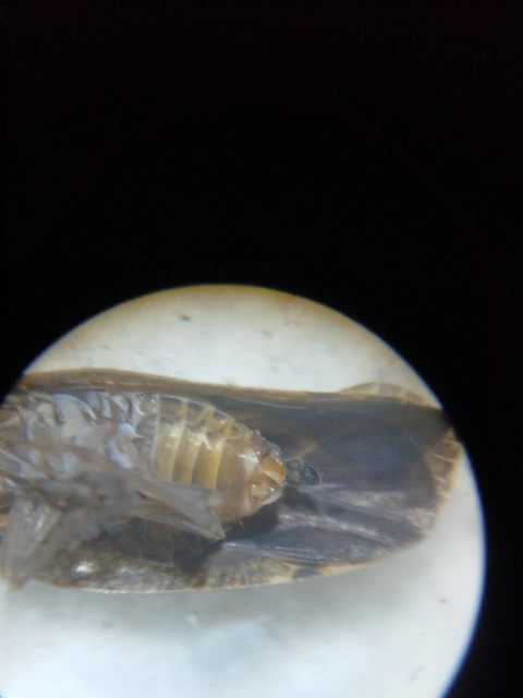 Cixidia pilatoi