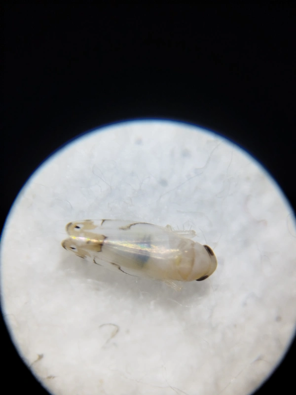 Eurhadina