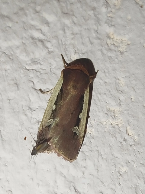 Ochropleura plecta - fehérszegélyű fűbagoly