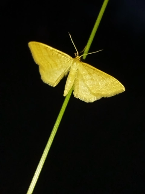 Idaea rufaria - vörhenyes sávosaraszoló