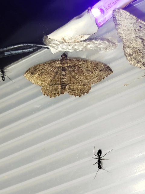 Philereme transversata - varjútövis-araszoló