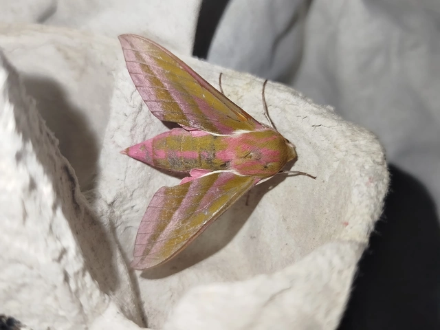 Deilephila elpenor - szőlőszender