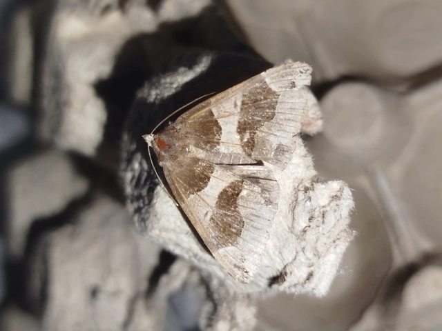Dysgonia algira - déli porcelánbagoly