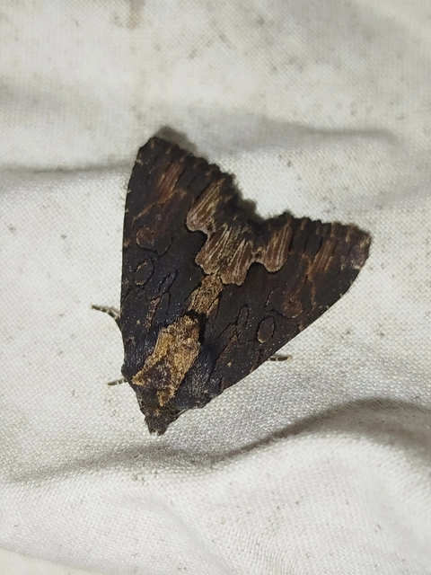 Dypterygia scabriuscula - szurokbarna nyáribagoly