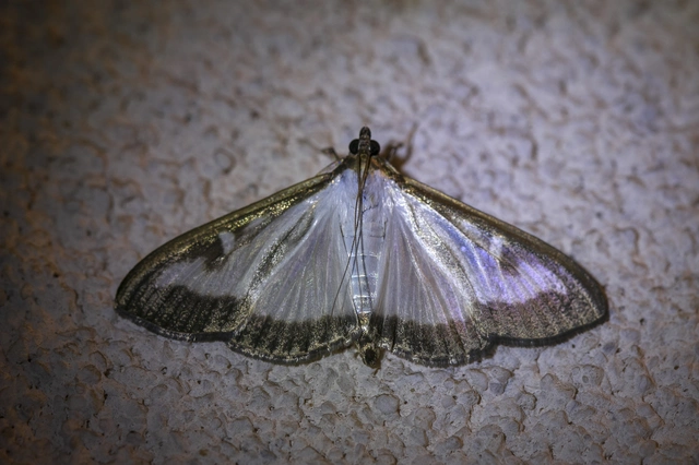 Cydalima perspectalis - puszpáng-tűzmoly