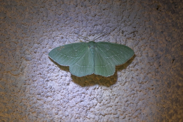 Hemistola chrysoprasaria - kékes zöldaraszoló