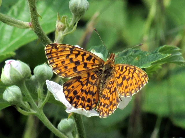 Boloria dia - kis gyöngyházlepke