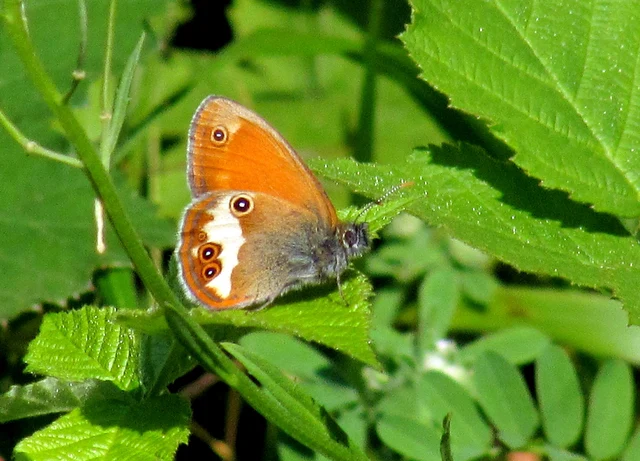 Coenonympha arcania - fehéröves szénalepke