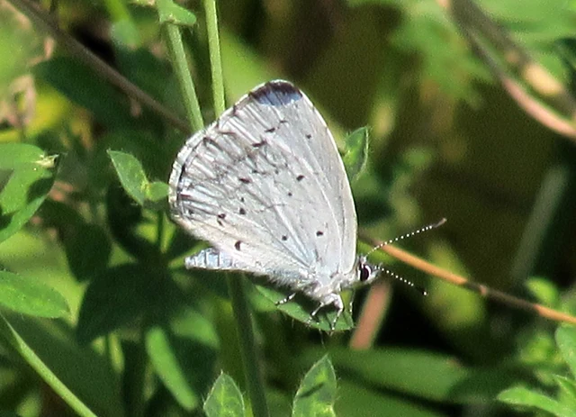 Celastrina argiolus - bengeboglárka