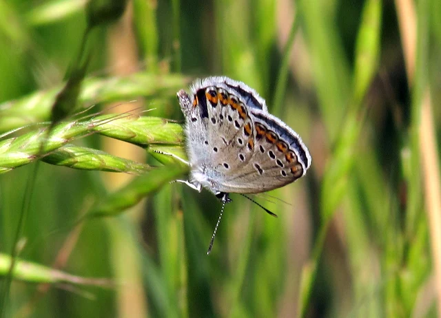 Plebejus argyrognomon - tintakék boglárka