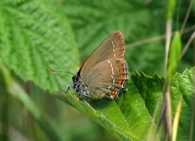 Satyrium ilicis - tölgyfa-csücsköslepke
