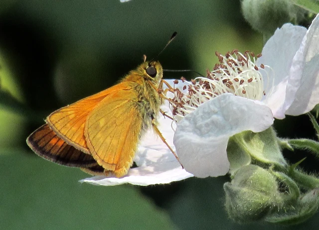 Ochlodes sylvanus - erdei busalepke