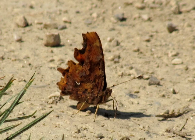Nymphalis c-album - C-betűs lepke