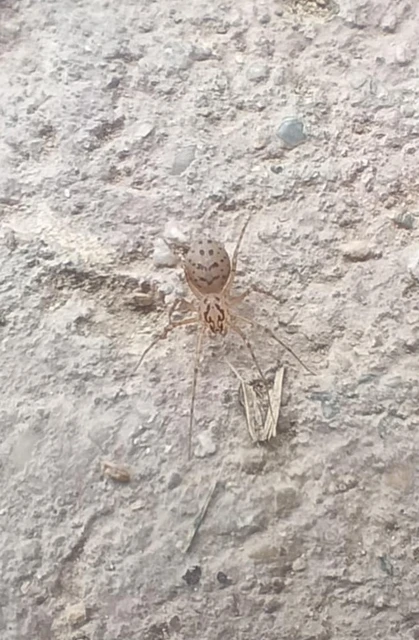 Scytodes thoracica - közönséges csupaszpók