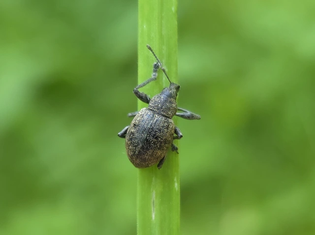 Liophloeus