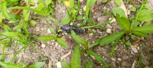 Chalcophora mariana - nagy fenyvesdíszbogár
