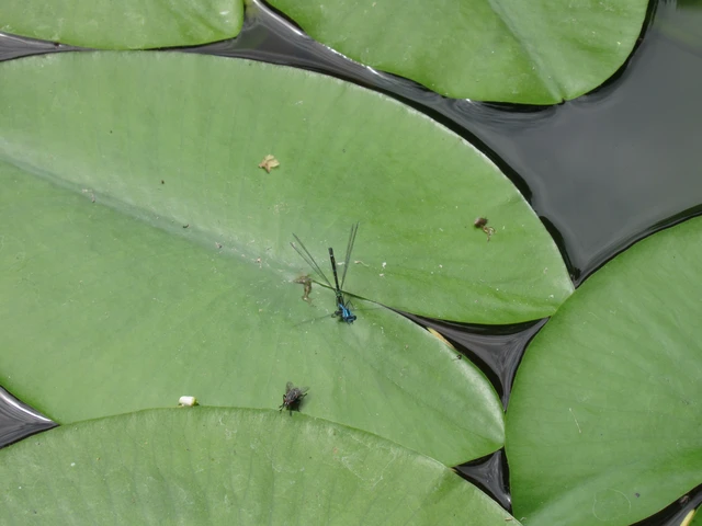 Coenagrion puella - azúrkék légivadász