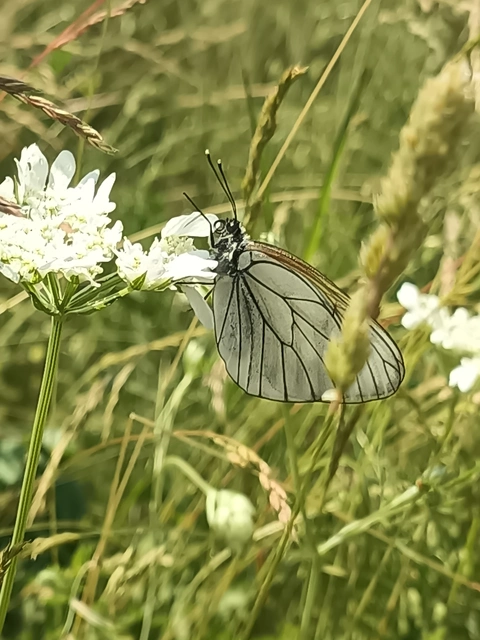 Aporia crataegi - galagonyalepke