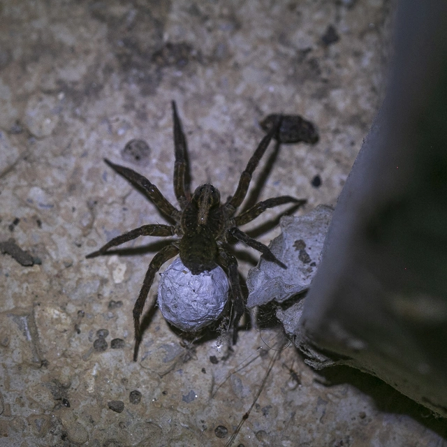 Trochosa