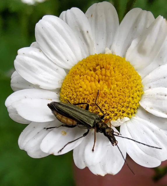 Oedemera flavipes - sárgalábú álcincér Oedemera flavipes - sárgalábú álcincér