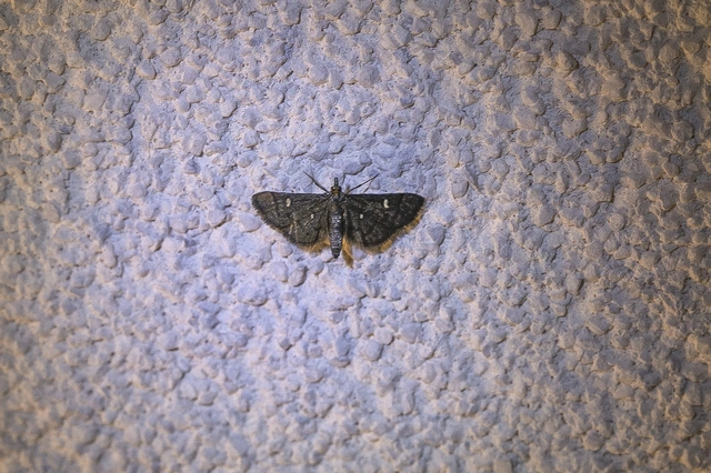 Dolicharthria stigmosalis - balkáni tűzmoly