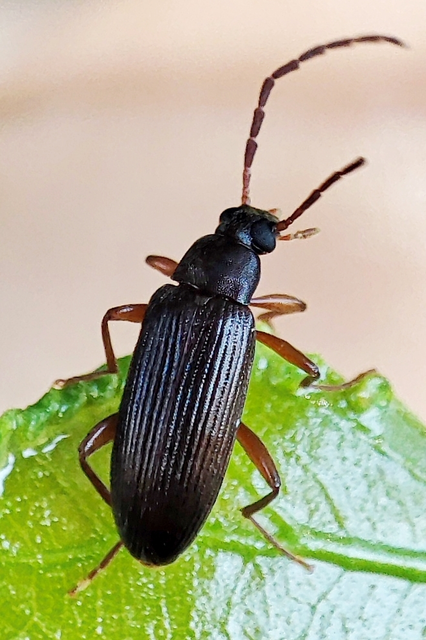 Allecula morio - karcsú alkonybogár Allecula morio - karcsú alkonybogár