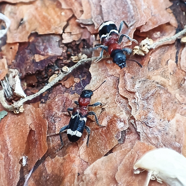 Thanasimus formicarius - vörösnyakú szúfarkas