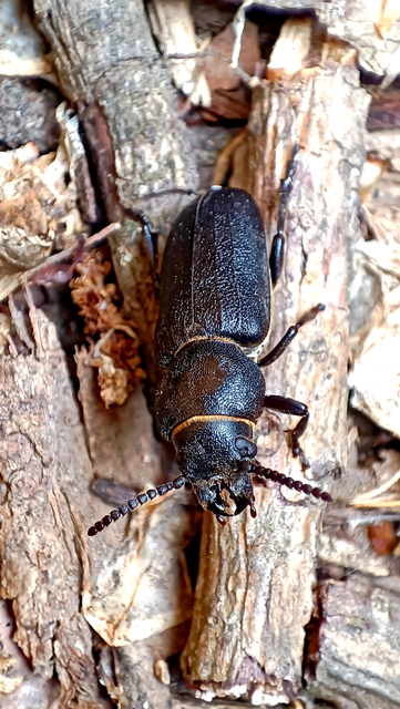 Spondylis buprestoides - erdei félcincér