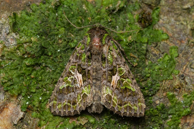 Trachea atriplicis - nyári zöldbagoly