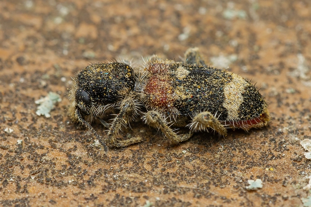 Clerus mutillarius - feketenyakú szúfarkas