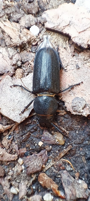 Spondylis buprestoides - erdei félcincér
