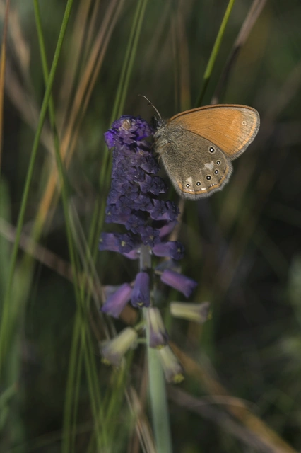 Coenonympha glycerion - közönséges szénalepke