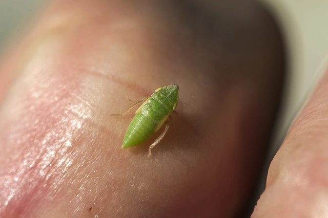 Aphrodes