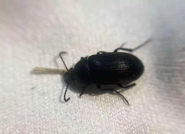 Podonta nigrita - szerecsenbogár