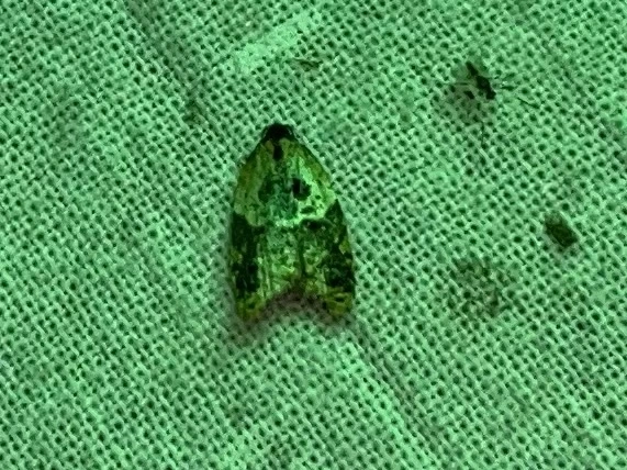 Acleris variegana - tarka levélmoly