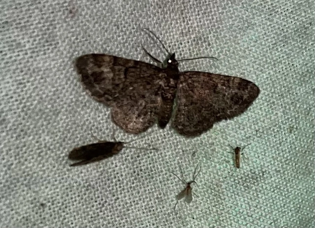 Pasiphila rectangulata - almavirág-araszoló