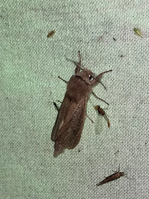 Phragmataecia castaneae - nádfúrólepke