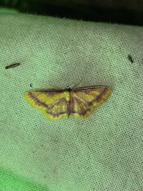 Idaea muricata - mocsári pirosaraszoló